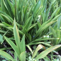 <i>Hanguana anthelminthica</i> (Blume ex Schult. & Schult.f.) Masam.